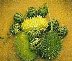 Decoflorall Cucumis Mix = sier - 50 zaden  Cucumis Mix = sier