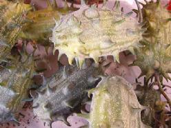 Decoflorall Cucumis Kiwano metuliferus - 100 zaden Cucumis Kiwano metuliferu