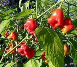 Balloon Capsicum Annuum.  Balloon Capsicu