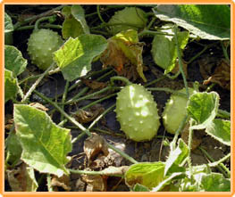 Decoflorall Cucumis Aculeatus BE = sier Cucumis Aculeatus BE = si