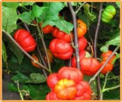 Decoflorall Solanum Aethiopicum Orange Prince Solanum Aeth Or