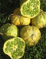 Decoflorall Cucumis Kiwano RONDE metuliferus  Cucumis Kiwano metuliferu