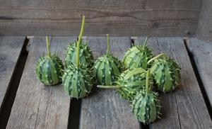 Decoflorall Cucumis zambianus Cucumis zambianus