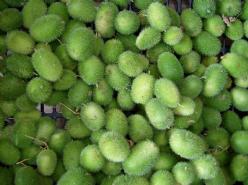 Decoflorall Cucumus Dipsaceus = sier - Basiseenheid Cucumus Dipsaceus = sier