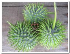 Decoflorall Cucumis Hirsutus = sier - Basiseenheid Cucumis Hirsutus = sier