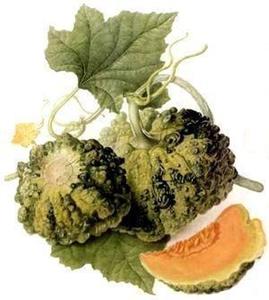 Decoflorall ECHTE CANTALOUPMELOEN 'Prescott fond Blanc een curiositeit