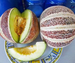Decoflorall Kajari Suikermeloen aanrader Geurmeloen  