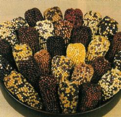 Decoflorall Indian berries - 75 gram Indian berries