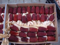 Decoflorall Aardbeienmais zaden gram. en kleinverp - 1000 zaden  Aardbeienmais zaden gram. en