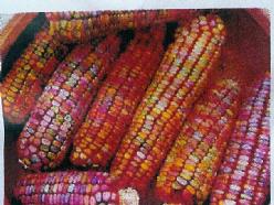 Decoflorall Zea Earth Tones Dent corn Zea Earth Tones Dent corn