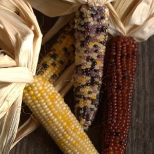 Decoflorall Zea Little Jewels Zea Baby fingers mix