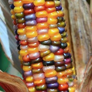 Decoflorall Zea Glass Gem klein Siermais grote kolven