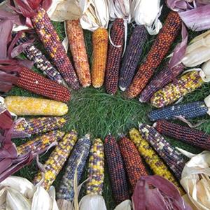 Decoflorall Zea Earth Tones Dent corn Siermais