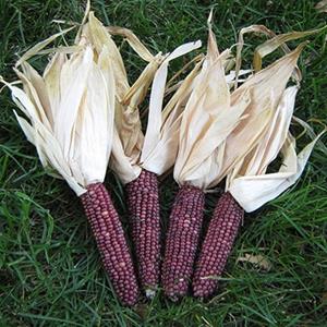 Decoflorall Zea Earth Tones Dent corn Siermais