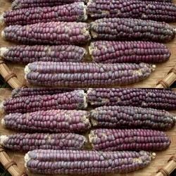 Decoflorall BAK- EN SIERMAÏS 'Mandan Red Clay' / 'Lavender Mandan' Mandan Clay