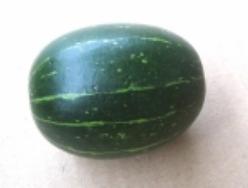 Decoflorall Cucurbita Andreana  Groene granaatkomkommer Cucumis sagittatus