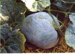 Decoflorall Wax Gourd '' Blue Hill'' F1 ' 'Wax' Gourd '' Bl'