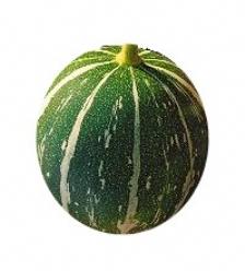 Decoflorall Cuc foetidissima Buffalo Gourd-Andreana Cuc foetidissima Buffalo