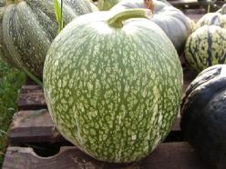 Decoflorall Vijgen bladpompoen  Boule de Siam. Cuc Fi 