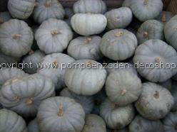 Decoflorall Crown Prince F1  - 250 zaden Crown Prince F1