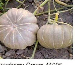 Decoflorall Strawberry Crown - basiseenheid Strawberry Crown