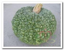 Decoflorall Buen Gusto - 50 zaden Buen Gusto