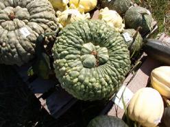 Decoflorall Marina di Chioggia 1000 zaden Marina di Chioggia