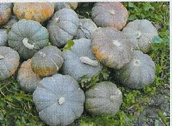 Decoflorall Moranga Coroa.  - basiseenheid Moranga CorO a. 