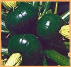 Decoflorall Tronco Redondo Verde - basiseenheid Tronco Redondo Verde