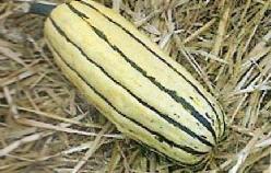 Decoflorall Delicata - basiseenheid Delicata