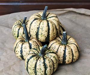 Decoflorall Ugly dumpling F1 250  eetpompoentje