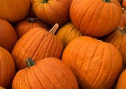 Decoflorall Gold Strike F1 halloween - 1000 zaden Gold Strike F1 halloween
