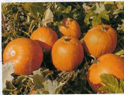 Decoflorall Big Autumn F1  - 50 zaden Big Autumn F1