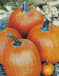 Decoflorall ( Super) Hercules F1 Halloween - 50 zaden ( Super) Hercules F1 Hall