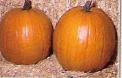 Decoflorall Halloween Aladdin F1  - 50 zaden Halloween Aladdin F1 