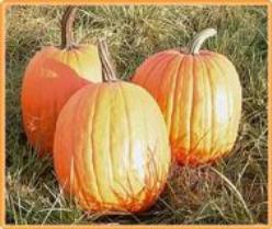 Decoflorall Harvest Ace F1  - 5000 zaden Harvest Ace F1