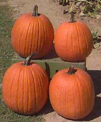 Decoflorall Gold Gem F1 Halloweenpompoen - 50 zaden Gold Gem F1 Halloweenpomp
