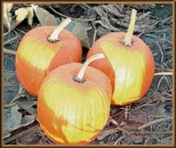 Decoflorall Early Harvest F1  - 50 zaden Early Harvest F1