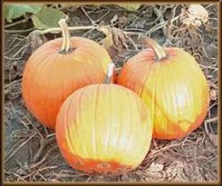 Decoflorall Harvest Gold F1  - 5000 zaden Harvest Gold F1