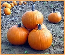 Decoflorall Hal. Bus Stop F1  - 50 zaden Halloweenpompoen 5-7kg