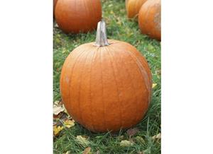 Decoflorall El-Toro-F1  Halloweenpompoen