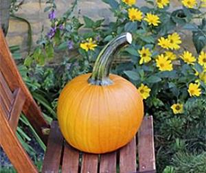 Decoflorall Thumpkin F1 Halloween Halloweenpompoen