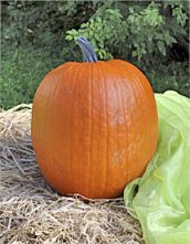Decoflorall Cargo PMT F1 Halloweenpompoen - 250 zaden Halloweenpompoen
