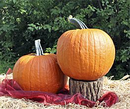 Decoflorall Gladiator PMT F1 Halloweenpompoen Halloweenpompoen