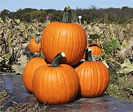 Decoflorall Kratos F1 PMT Halloweenpompoen - 250 zaden Halloweenpompoen