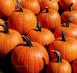 Decoflorall Jack Straw Halloween F1  Halloweenpompoen