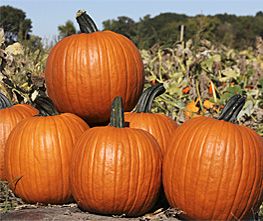 Decoflorall Zeus Halloween F1  - 1000 zaden Zware halloweenpompoen