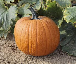 Decoflorall Boomer F1 PMT Halloween 50 zaden - 50 zaden Halloweenpompoen