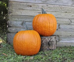 Decoflorall Renegade F1 PMT Halloween 250 zaden - 250 zaden Halloweenpompoen