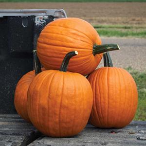 Decoflorall Scream II F1 Halloween F1  Halloweenpompoen